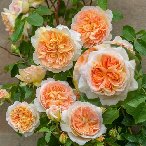 Rosa 'Bathsheba' - Roos 'Bathsheba' C4/4L